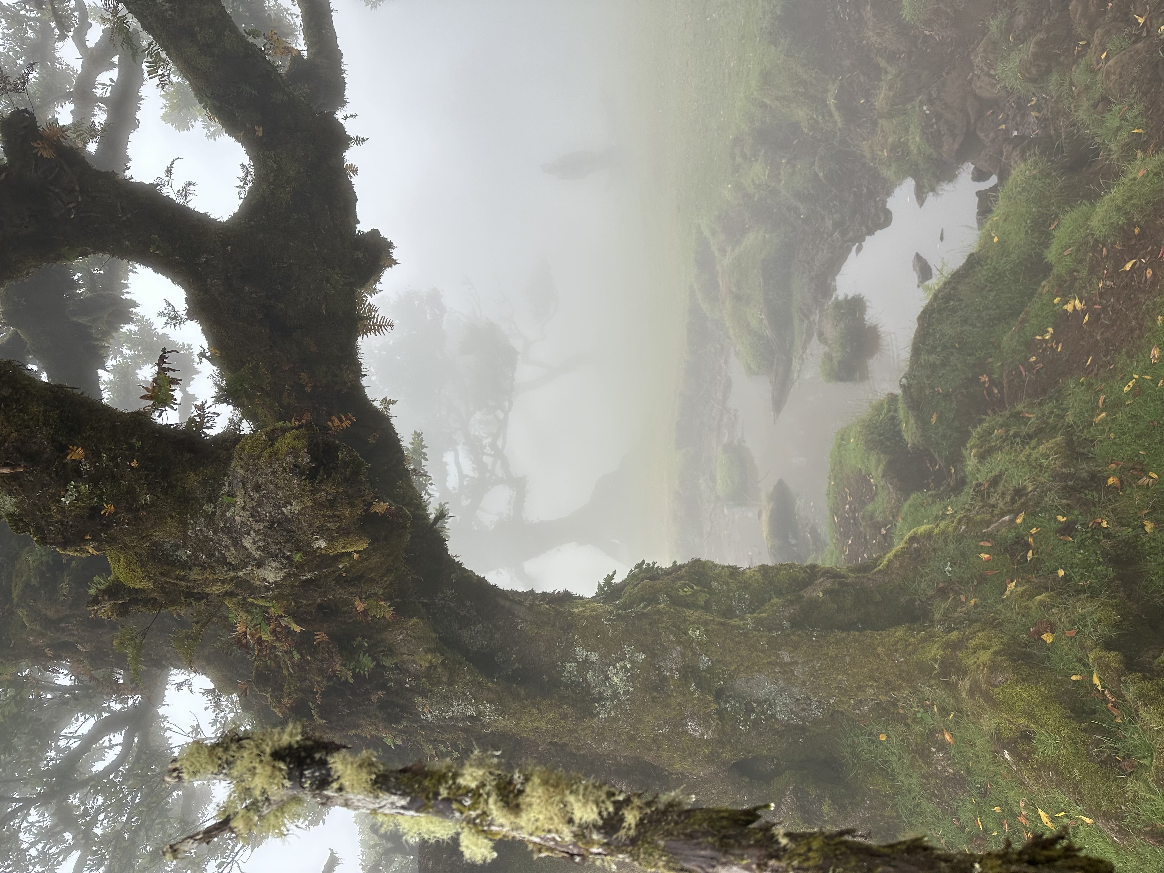 Mistig bos in Fanal, Madeira